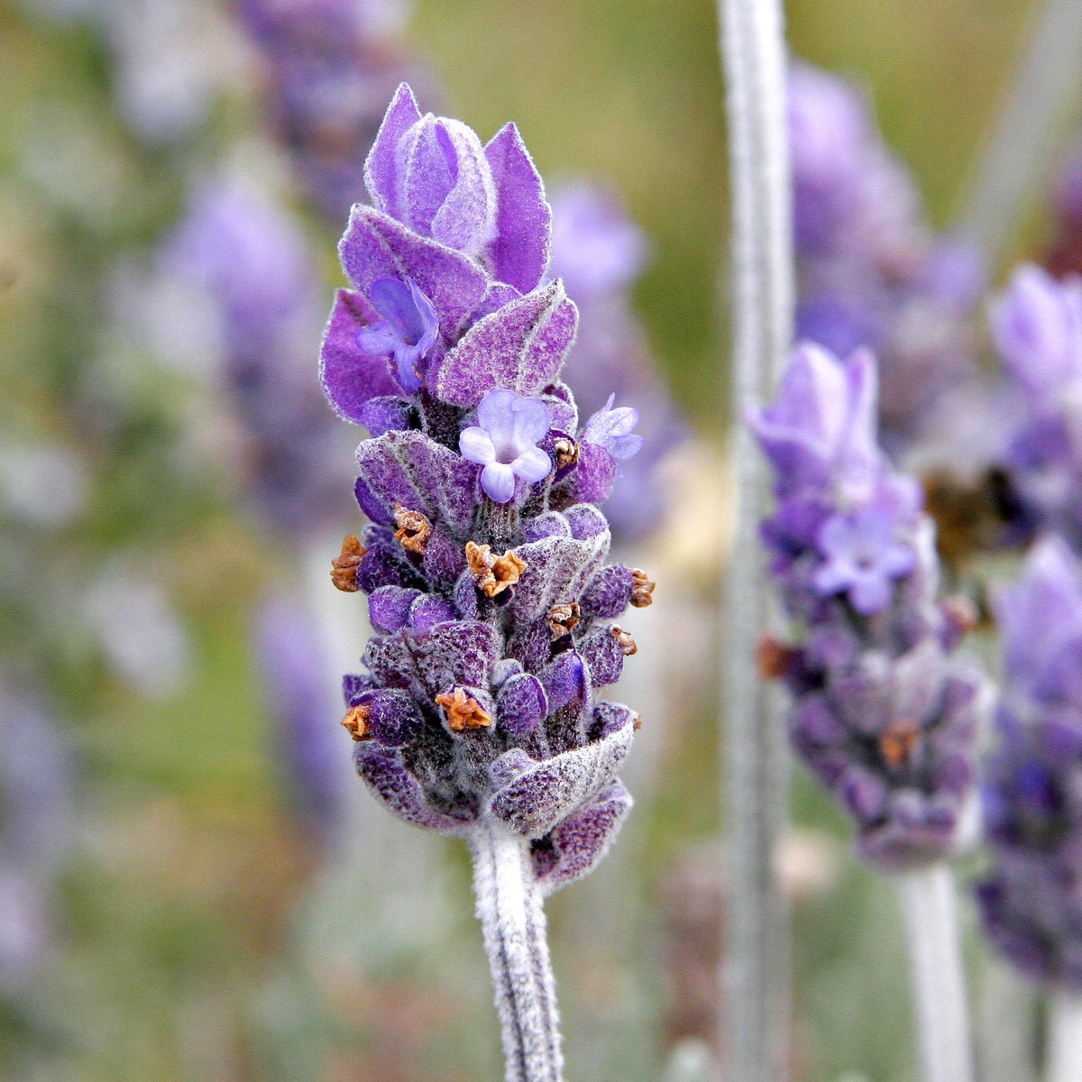 Lavendel